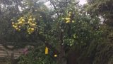 עיצוב גינה עם עצי פרי בית בסביון