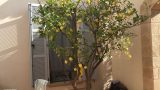 עיצוב גינה עם עצי פרי בית בסביון